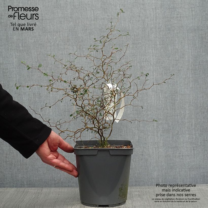 Example of Sophora nain Little Baby Pot de 3L/4L as you get in printemps