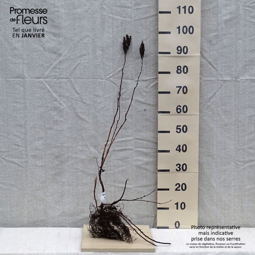 Example of Sorbaria sorbifolia - Fausse spirée à feuilles de sorbier Racines nues as you get in hiver