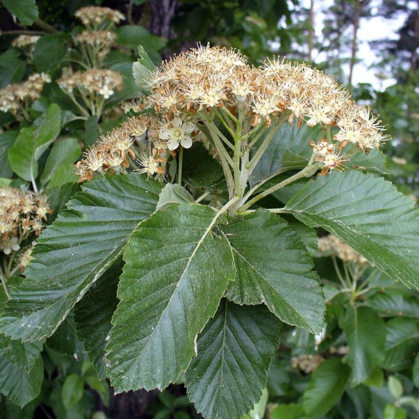 Sorbus aria - Alisier blanc (Foliage)