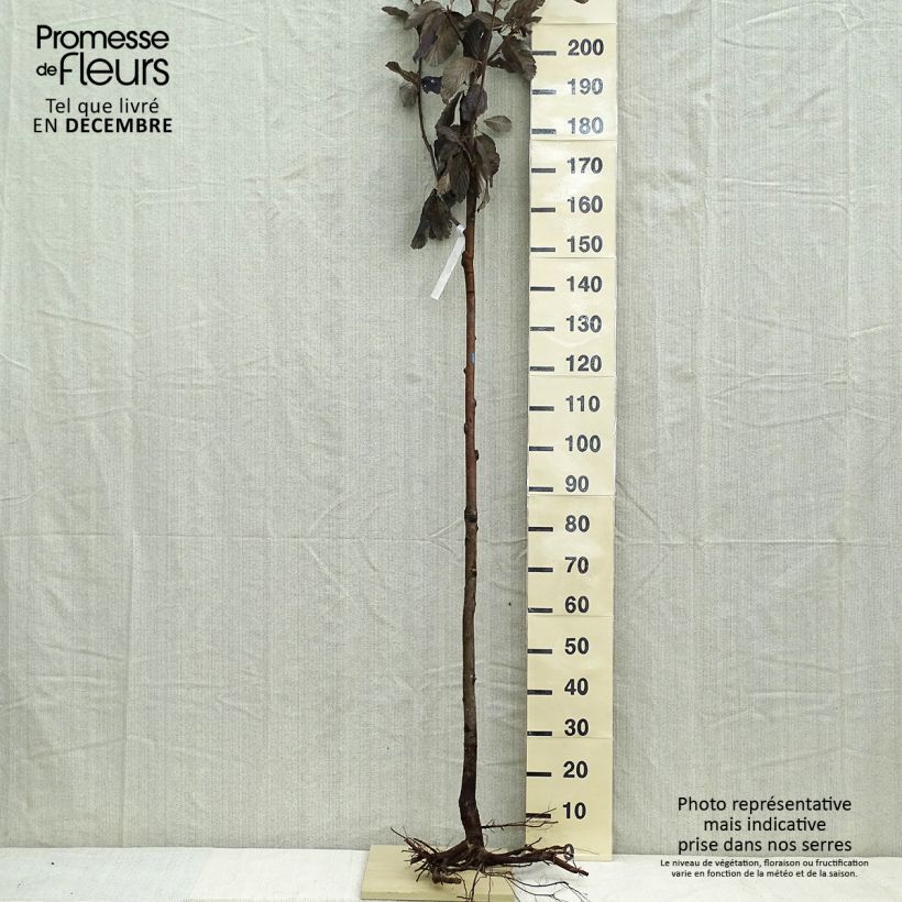 Example of Sorbus aria - Alisier blanc Racines nues, Tige, Tige 6/8 as you get in hiver