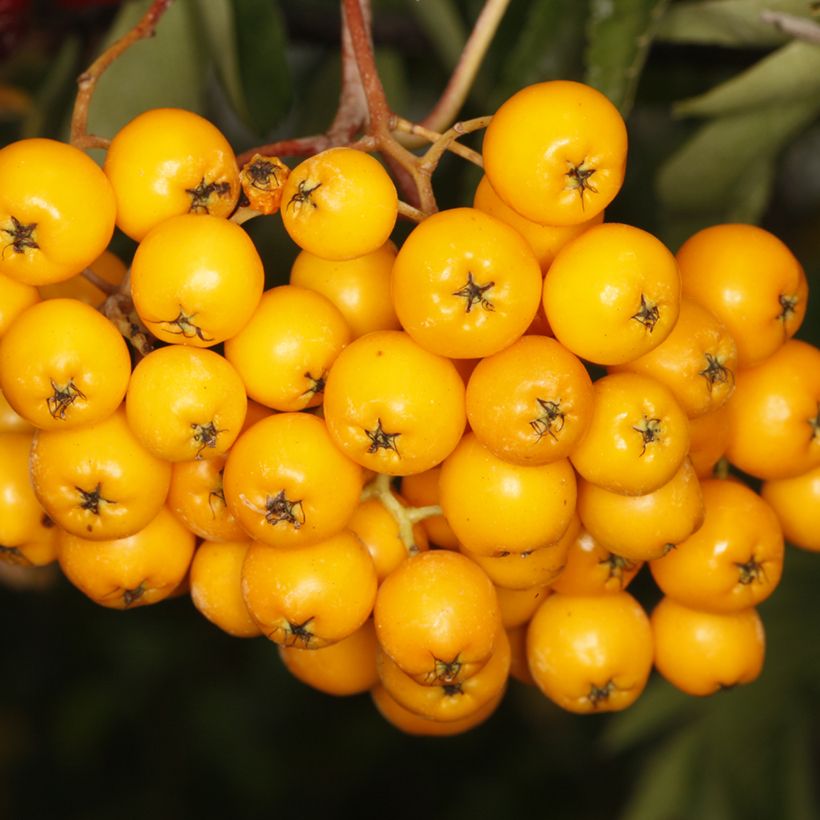 Sorbier - Sorbus x arnoldiana Copper Glow (Harvest)
