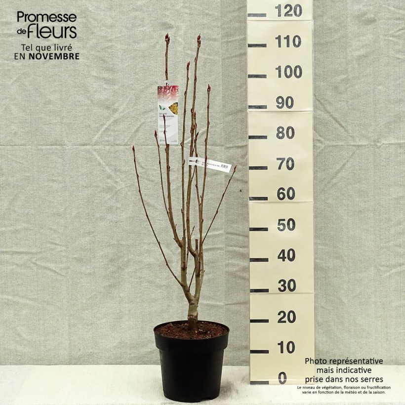 Spécimen de Sorbus aucuparia Autumn Spire - Sorbier des oiseleurs Pot de 4L/5L tel que livré en automne