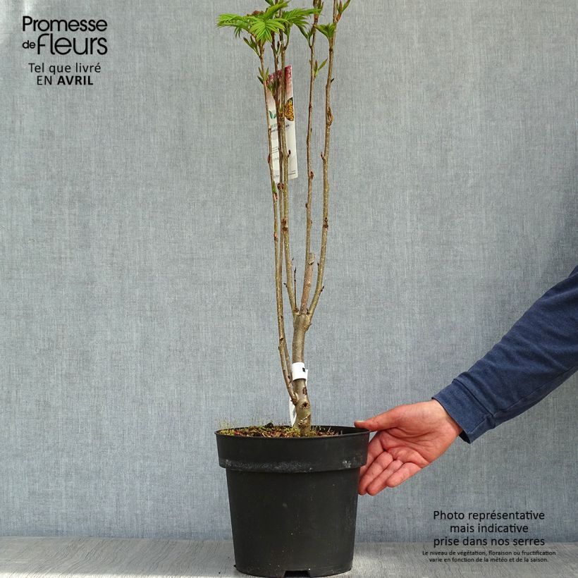 Example of Sorbus aucuparia Autumn Spire - Sorbier des oiseleurs Pot de 4L/5L as you get in printemps