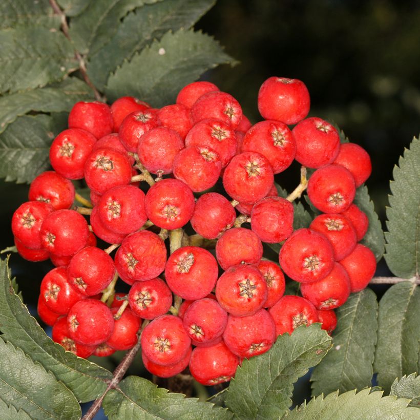 Sorbier des oiseleurs Fastigiata - Sorbus aucuparia (Harvest)