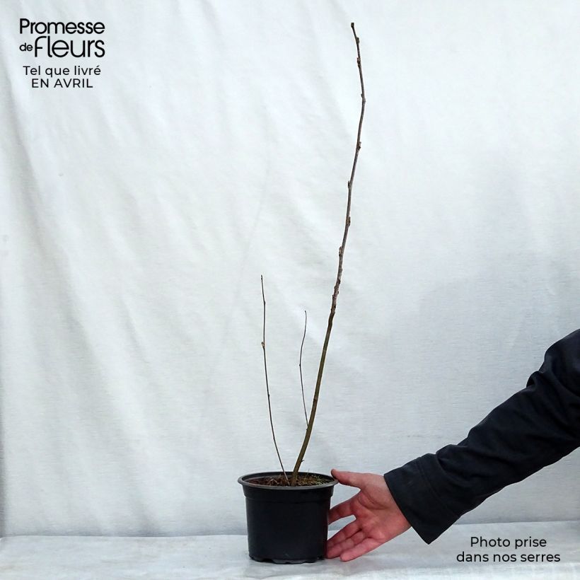 Example of Sorbus aucuparia - Sorbier des oiseleurs Pot de 2L/3L as you get in printemps