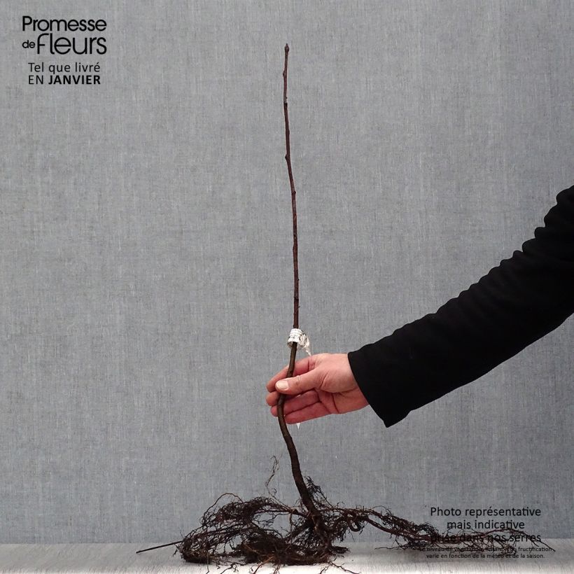 Example of Sorbus aucuparia - Sorbier des oiseleurs Racines nues as you get in hiver