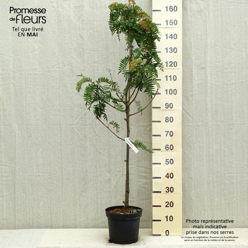 Example of Sorbus scalaris - Sorbier à feuilles de fougère Pot de 7,5L/10L as you get in printemps