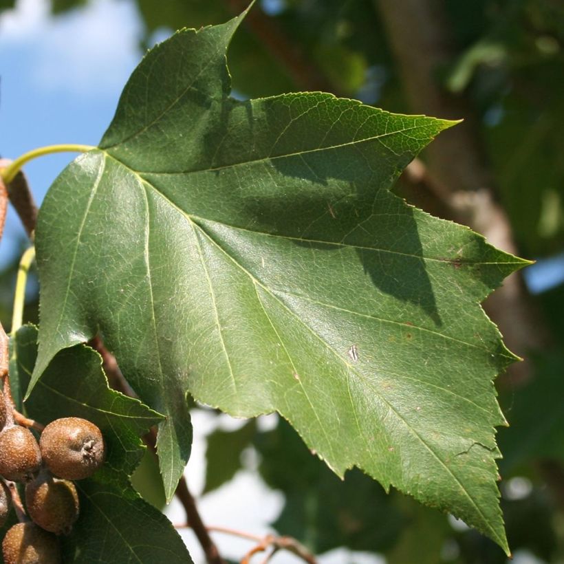 Sorbus torminalis - Alisier des Bois (Foliage)