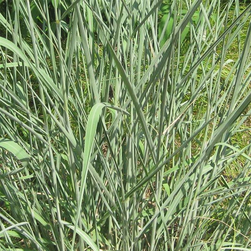 Sorghastrum nutans - Herbe des indiens (Foliage)