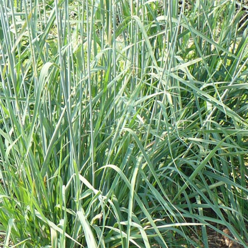 Sorghastrum nutans Sioux Blue - Herbe des Indiens (Foliage)