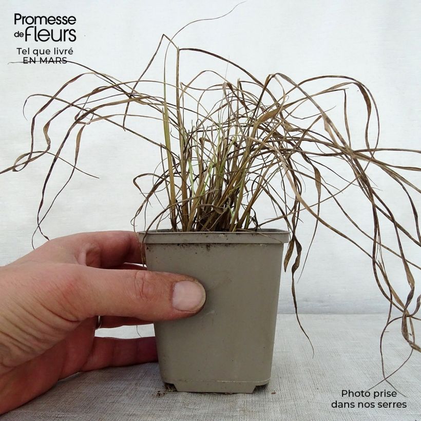 Example of Sorghastrum nutans Sioux Blue - Herbe des Indiens Godet de 8/9 cm as you get in printemps