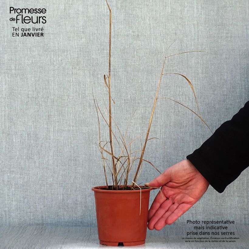 Example of Sorghastrum nutans Sioux Blue - Herbe des Indiens Pot de 1L/1,5L as you get in hiver