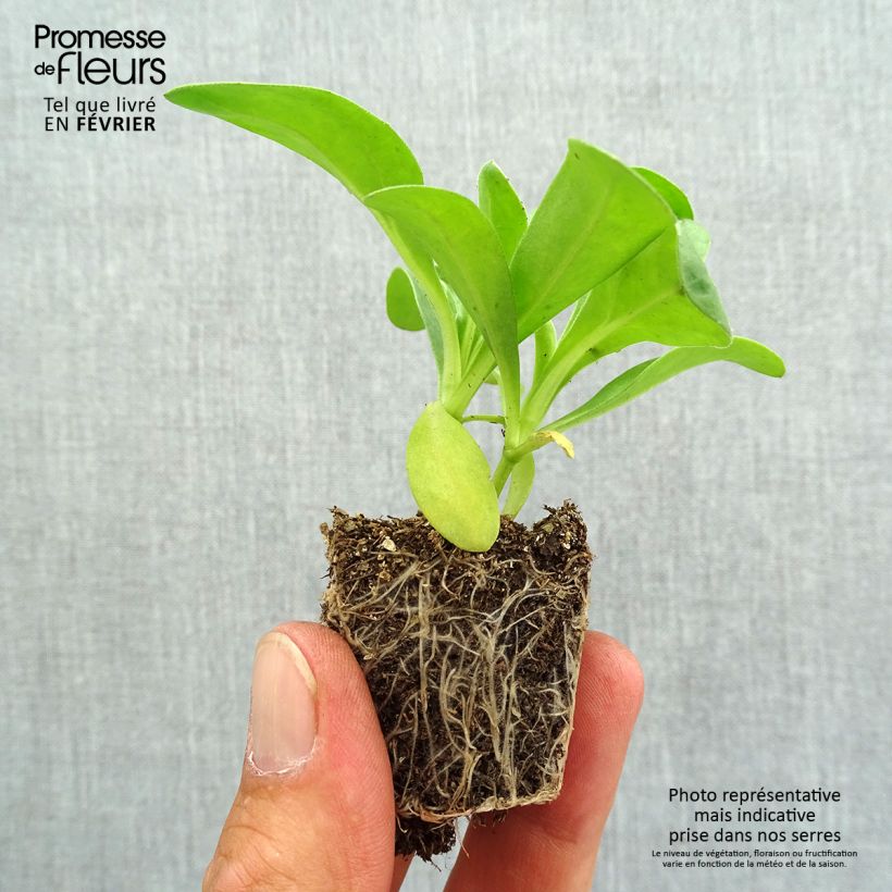 Spécimen de Souci des jardins Gitane Yellow - Calendula officinalis Jardimotte : motte 3,8 cm x 3,2 cm en plaque de culture par 16 tel que livré en automne