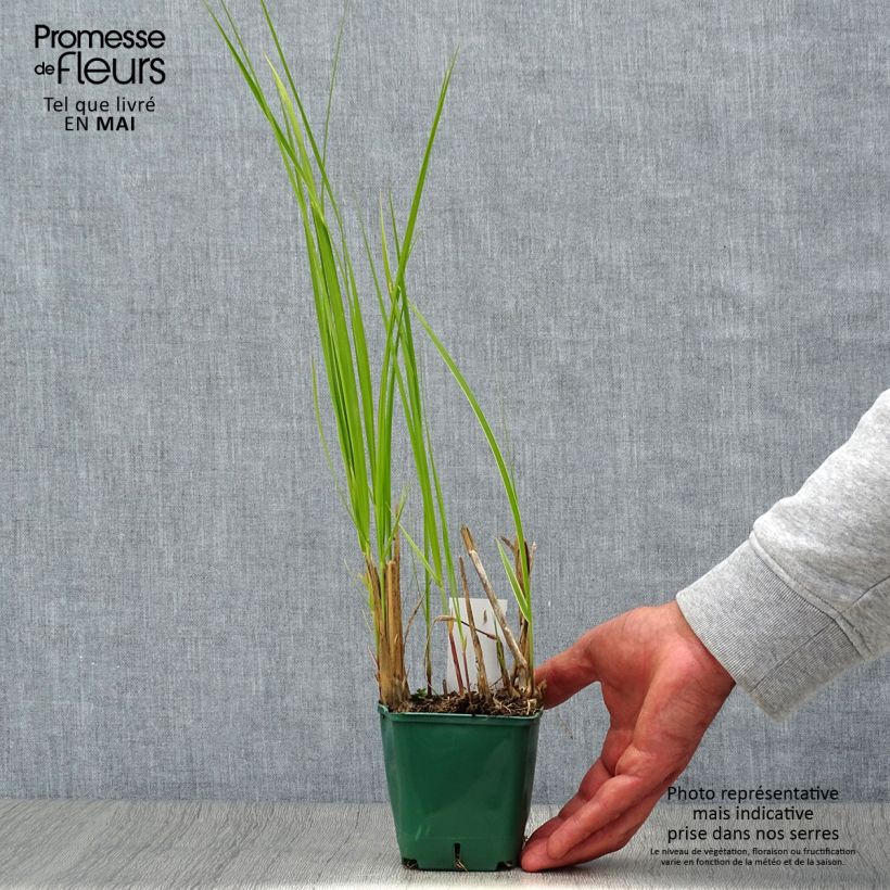 Example of Spartina pectinata Aureomarginata - Spartine pectinée panachée Godet de 8/9 cm as you get in printemps