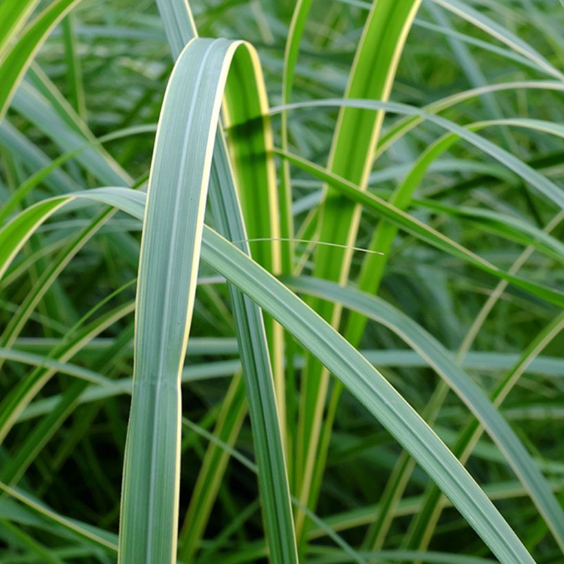 Spartina pectinata Aureomarginata - Spartine pectinée panachée (Foliage)