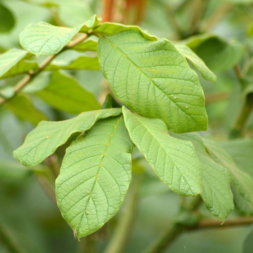 Spathodea campanulata - Tulipier du Gabon (Feuillage)