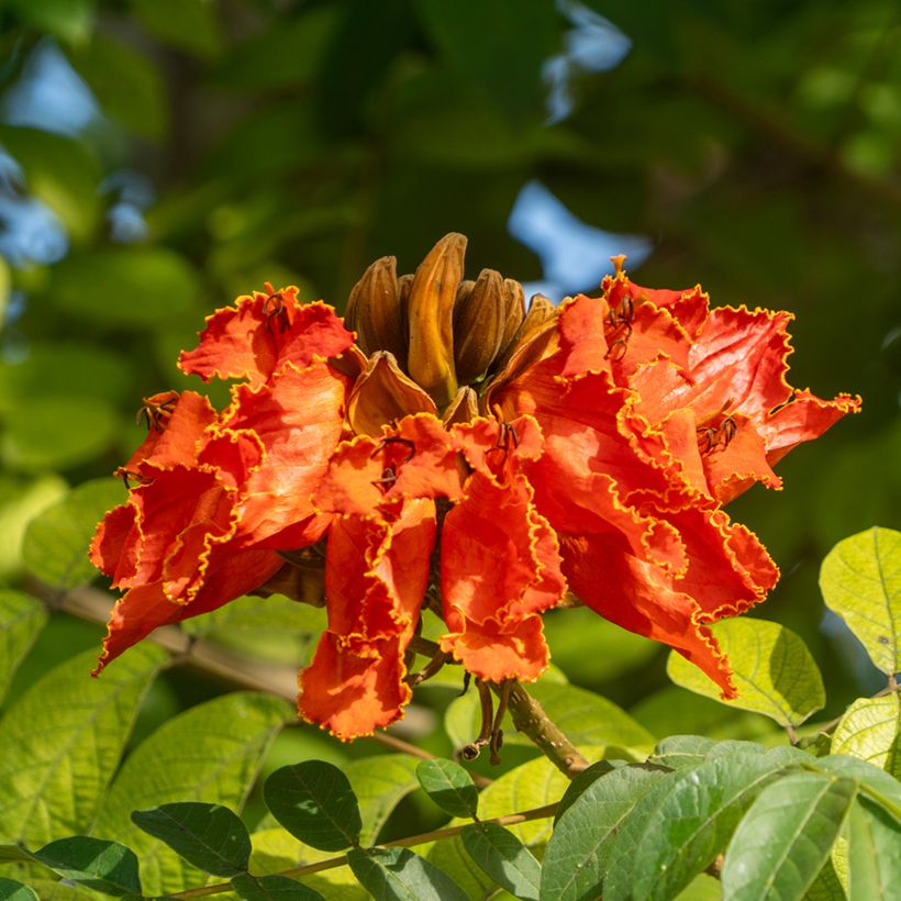 Spathodea campanulata - Tulipier du Gabon (Floraison)