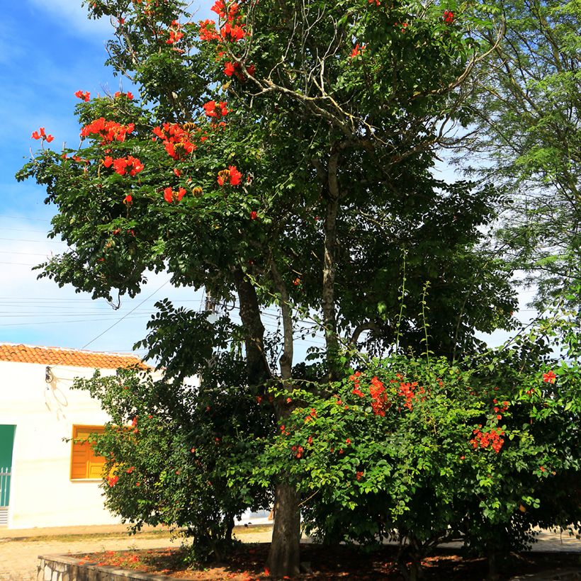 Spathodea campanulata - Tulipier du Gabon (Port)