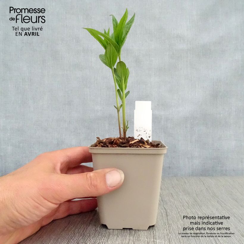 Example of Spigelia marilandica - Spigélie du Maryland Godet de 8/9 cm as you get in printemps