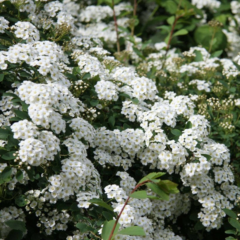 Spiraea arguta - Spirée blanche (Flowering)