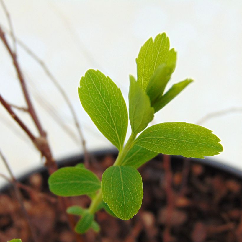 Spiraea arguta - Spirée blanche (Foliage)
