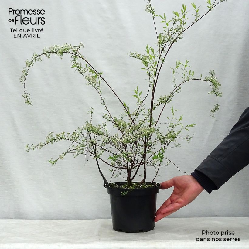 Example of Spiraea arguta - Spirée blanche Pot de 3L/4L as you get in printemps