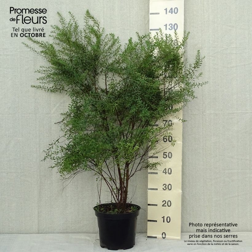 Spécimen de Spiraea arguta - Spirée blanche Pot de 7,5L/10L tel que livré en automne