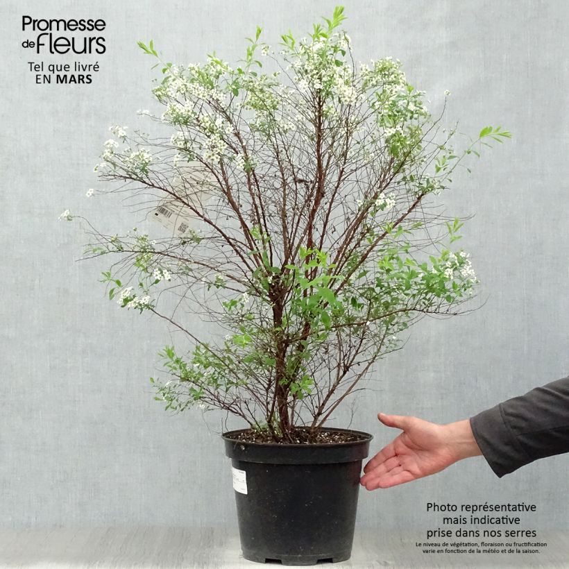 Example of Spiraea arguta - Spirée blanche Pot de 7,5L/10L as you get in printemps