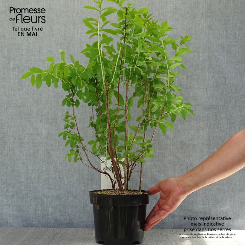 Example of Spiraea billardii - Spirée Pot de 3L/4L as you get in printemps