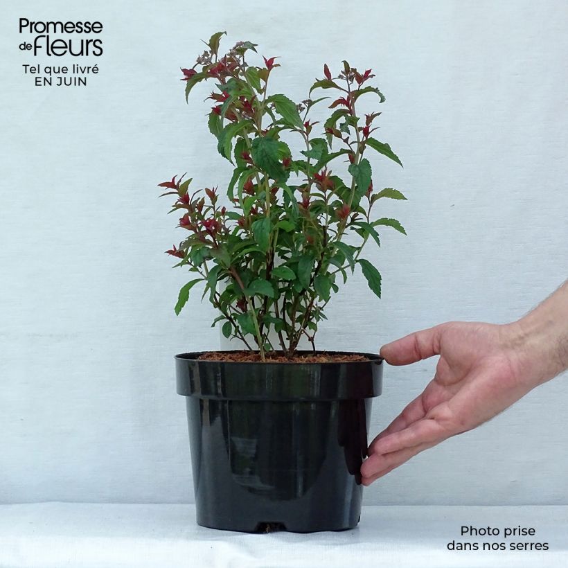 Spécimen de Spiraea bumalda Superstar - Spirée japonaise Pot de 3L/4L tel que livré en été