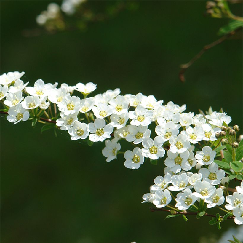 Spiraea cinerea Grefsheim - Spirée dentelée  (Flowering)