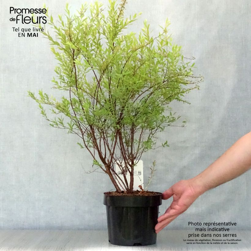 Example of Spiraea cinerea Grefsheim - Spirée dentelée  Pot de 3L/4L as you get in printemps