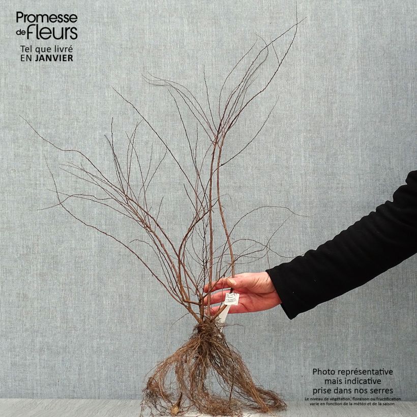 Example of Spiraea cinerea Grefsheim - Spirée dentelée  Racines nues as you get in hiver