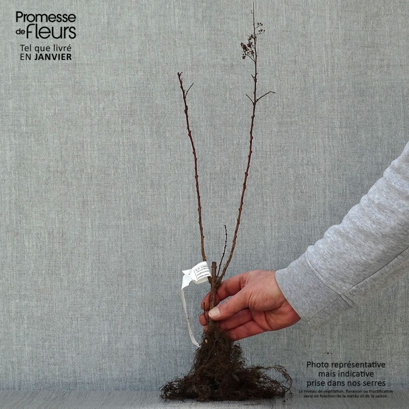 Spécimen de Spiraea douglasii - Spirée de Douglas Racines nues tel que livré en hiver