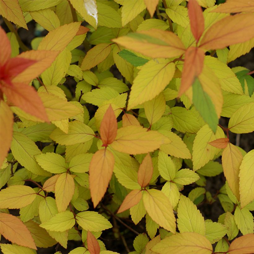 Spirée japonaise Magic Carpet - Spiraea japonica (Foliage)