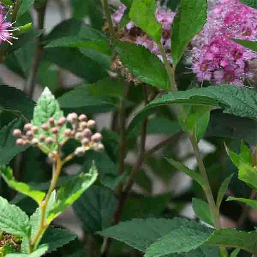 Spirée japonaise Shirobana - Spiraea japonica (Foliage)