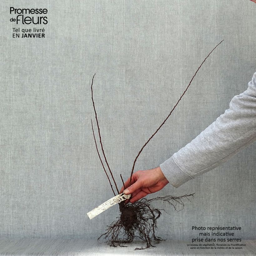 Example of Spiraea nipponica June Bride - Spirée japonaise Racines nues as you get in hiver