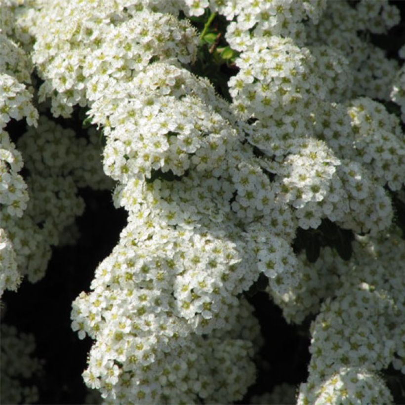 Spiraea nipponica Snowmound - Spirée japonaise (Flowering)