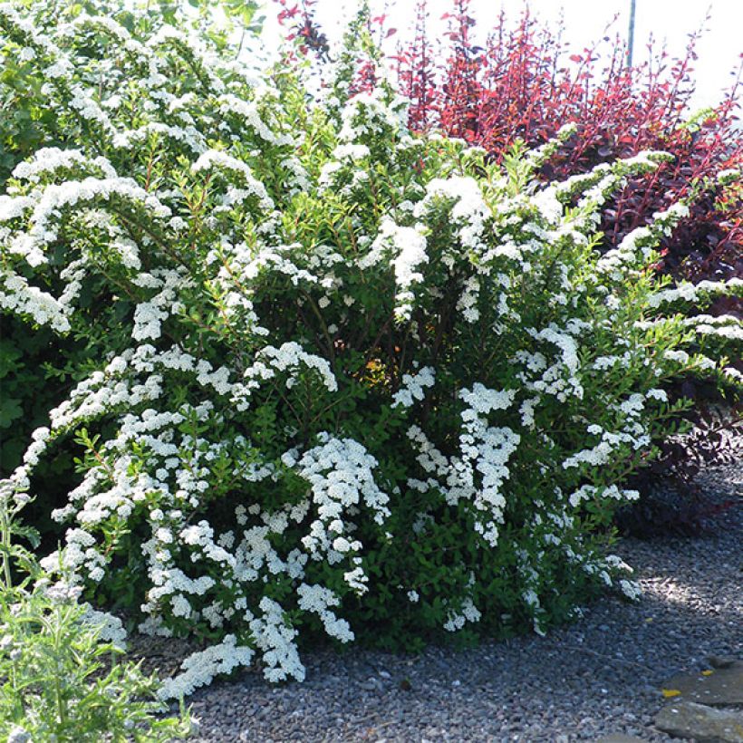 Spiraea nipponica Snowmound - Spirée japonaise (Plant habit)