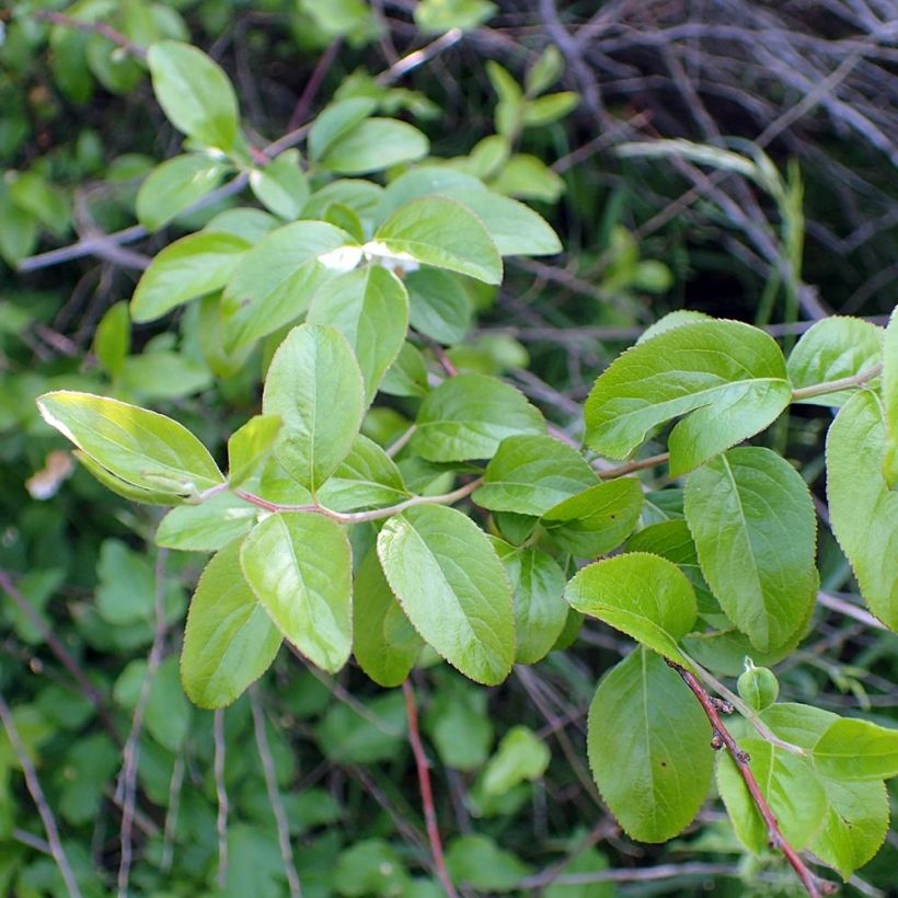 Spiraea prunifolia - Spirée à feuilles de Prunier (Foliage)