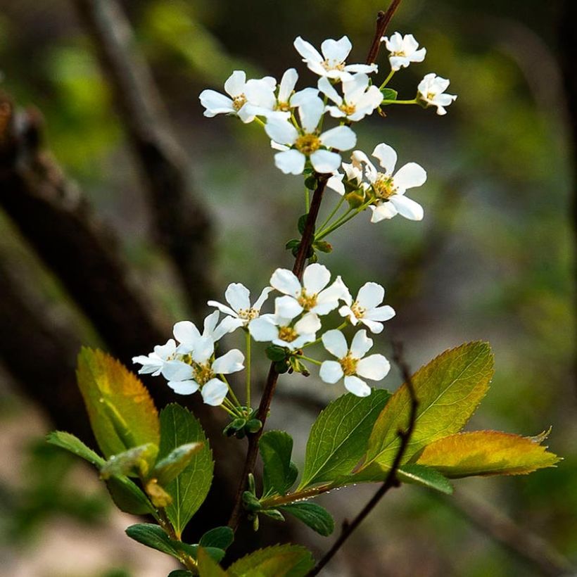 Spiraea prunifolia - Spirée à feuilles de Prunier (Flowering)