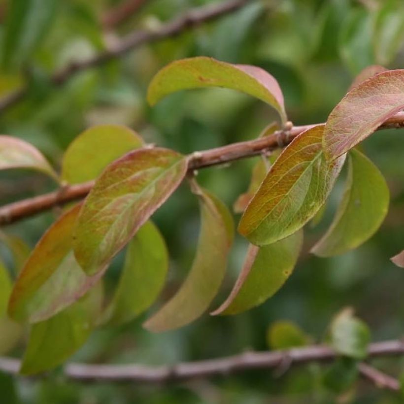 Spiraea prunifolia Plena - Spirée blanche (Foliage)