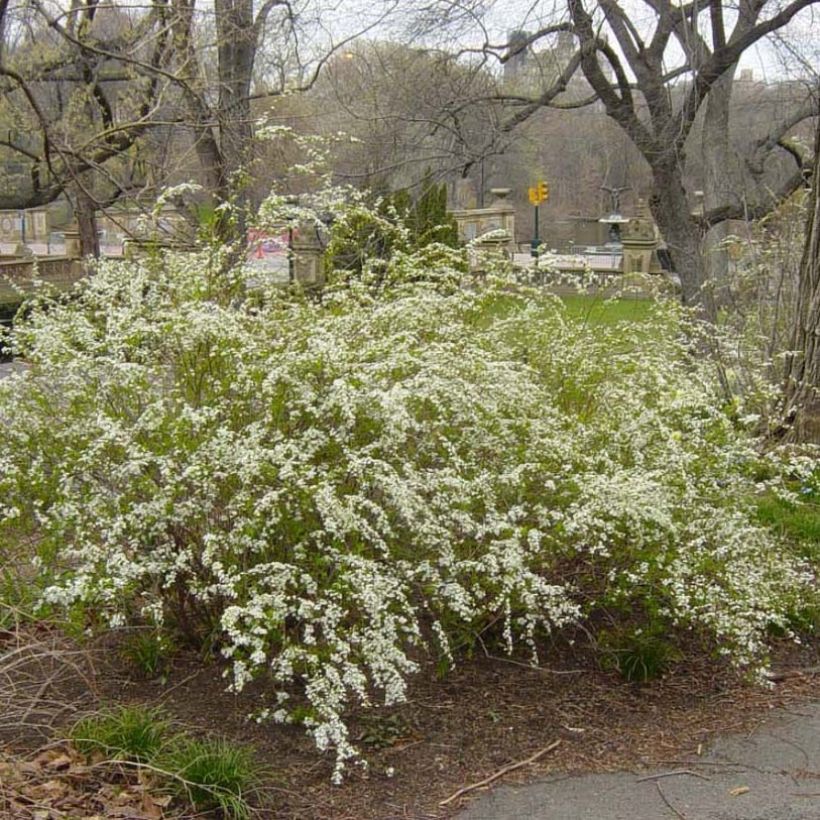 Spiraea prunifolia Plena - Spirée blanche (Plant habit)