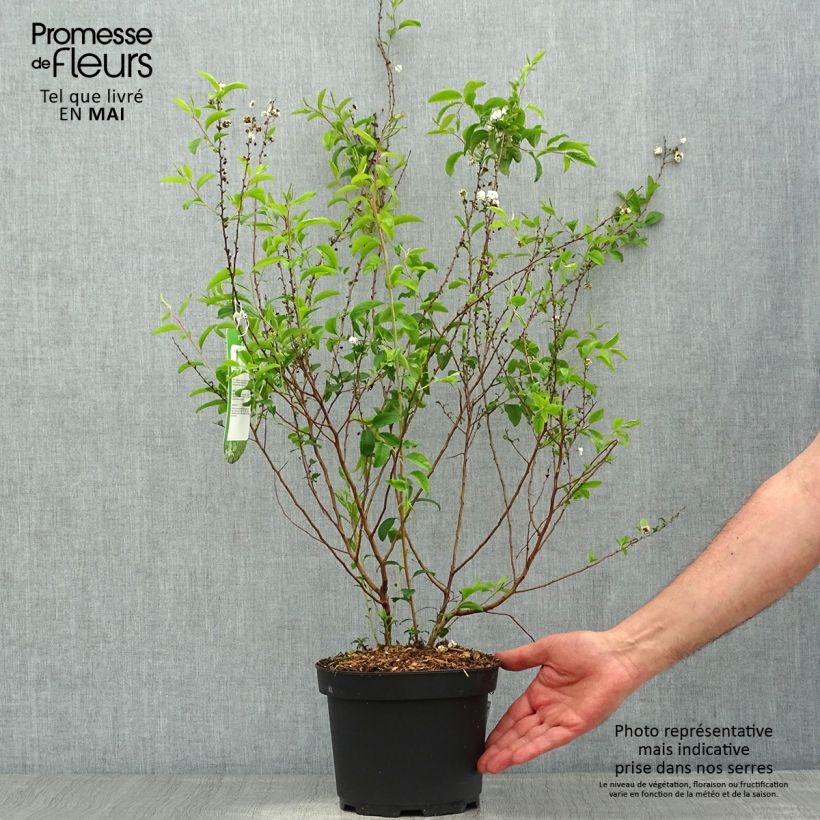 Example of Spiraea prunifolia Plena - Spirée blanche Pot de 2L/3L as you get in printemps