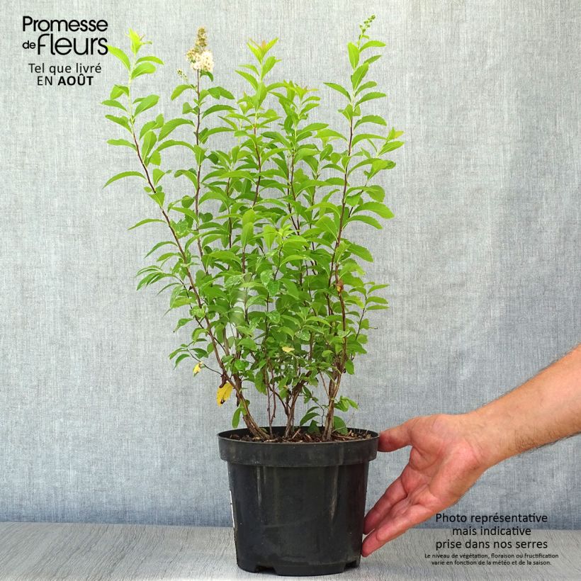 Spécimen de Spiraea prunifolia - Spirée à feuilles de Prunier Pot de 2L/3L tel que livré en été