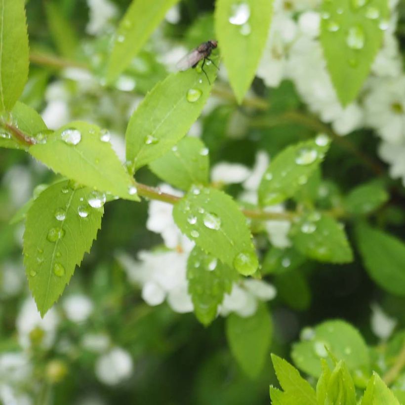 Spiraea thunbergii - Spirée de Thunberg (Foliage)