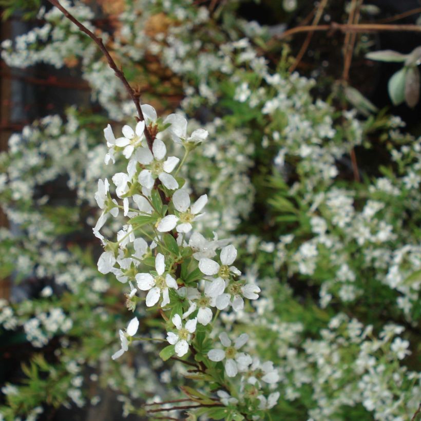 Spiraea thunbergii - Spirée de Thunberg (Flowering)