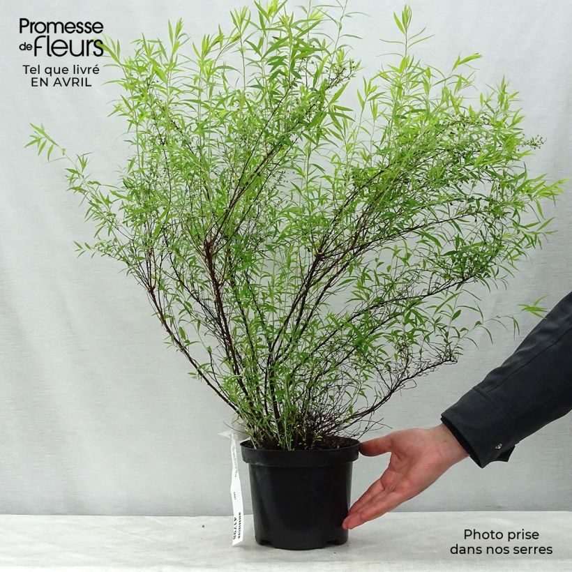 Example of Spiraea thunbergii - Spirée de Thunberg Pot de 3L/4L as you get in printemps