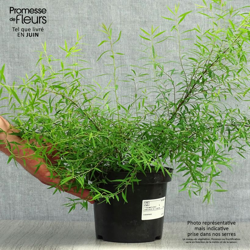 Spécimen de Spiraea thunbergii - Spirée de Thunberg Pot de 3L/4L tel que livré en été