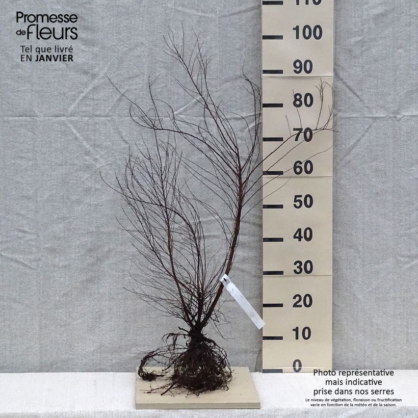 Example of Spiraea thunbergii - Spirée de Thunberg Racines nues as you get in hiver